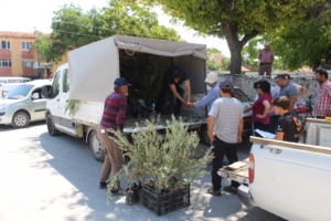 Büyükşehir’den 19 ilçeye 40 bin zeytin fidanı desteği (12)