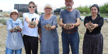 safran soğanı hasatı (21)