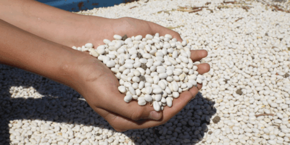 İnegöl’de Ücretsiz Kuru Fasulye Hasadı Başladı!