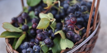 Beğiş Susuzu’nda aronya ve böğürtlen hasadı (9)