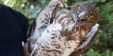 Doğal Yaşam Parkı’nın tedavi ettiği Yılan Kartalı doğaya geri döndü (4)