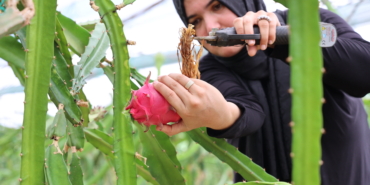 Kumluca Kurutma Ejder Meyvesi (1)