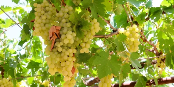 Antalya’da Üreticilere Ücretsiz Üzüm Sıkma Desteği