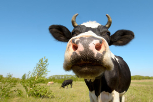 cow-960x640