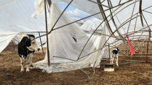 Büyükşehir, Serik’te yağış ve fırtınadan zarar gören üreticinin yanında (1)