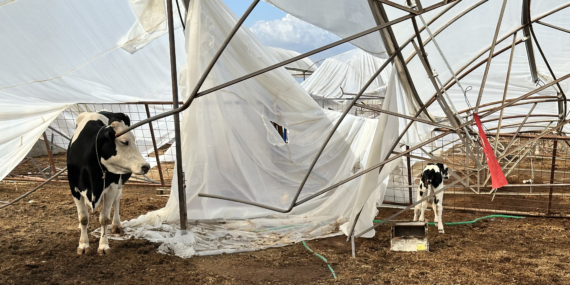 Büyükşehir, Serik’te yağış ve fırtınadan zarar gören üreticinin yanında (1)