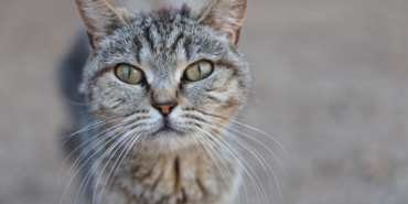 Büyükşehir’den 724 bakım ve rehabilitasyon (10)